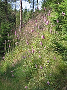 náprstníkové plantáže